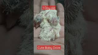 1 Day old babies dove កូនលលក #shorts