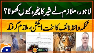 Jalo Park Lahore: Why Did the Employee Open Lion's Cage? | Wildlife Dept Takes Action | Geo Pakistan