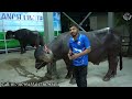 বিশাল জাফরাবাদী মহিষ এখন আলমগীর র‌্যাঞ্চে biggest jafrabadi buffalo alamgir ranch qurbani 2023