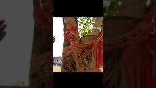 Pipal के वृक्ष का हिन्दू धर्म में क्या महत्व है? Why worship pipal tree 📿🚩@ExcellentGyan