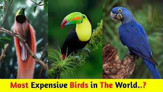 Most Expensive Birds | Most Expensive Birds in The World | Expensive birds | Amazing society