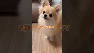 ハーネスを見るとお散歩とわかり、ルンルンになる愛犬#shorts #ポメチワ #きなちゃんねる #小型犬 #smalldog #ミックス犬 #お散歩準備