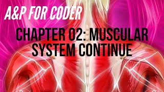 ANATOMY & PHYSIOLOGY FOR CODERS - CHAPTER 02: MUSCULAR SYSTEM CONTINUE.