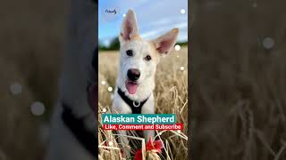 Alaskan Shepherd: Hybrid Crossbreed Dog