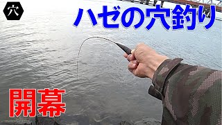 【ハゼの穴釣り】今年も穴からハゼが釣れる季節になりました