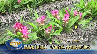 薑荷花白.粉交錯盛開 吸引外地客造訪賞花