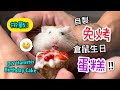 沒有烤箱也可製作倉鼠生日蛋糕! How To Make A Hamster Birthday Cake Without Oven