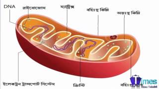 Mitochondria - মাইটোকন্ড্রিয়া সম্পূর্ণ এবং সহজ বাংলায় -TimesVideoTutorial