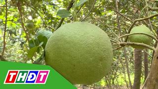 Bưởi Đồng Tháp chuẩn bị xuất sang Australia | THDT