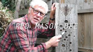 Top tips for attracting native bees!