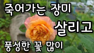 스테비아공법 죽어가는 장미살리고 풍성한 꽃 많이 장미키우기