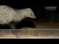 Mongoose Sounds & Calls