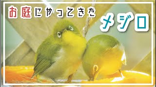 【野鳥観察】お庭にやってきたメジロ【餌台】