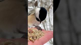 Black-capped Chickadee eating a sunflower seed 🌻 | #shorts