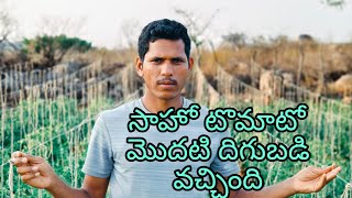 సాహో టొమాటో మొదటి దిగుబడి వచ్చింది/villagelife natural/agriculture