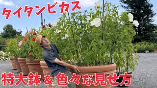 【タイタンビカス】色々な見せ方！特大鉢もご紹介【赤塚植物園農場だより】