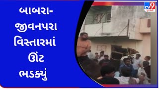 બાબરા  જીવનપરા વિસ્તારમાં ઊંટ ભડક્યું | Tv9GujaratINews