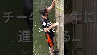 チー牛が水牛に進化　#shorts #チー牛 #水牛 #無意味