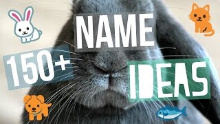 150 Pet Name Ideas