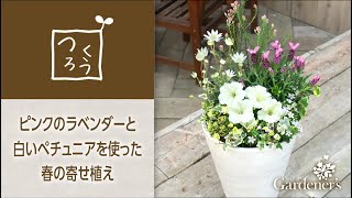 ♪ 春の寄せ植え3分レシピ ♪ピンクのラベンダーと白いペチュニアを使った寄せ植え