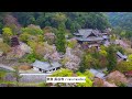 奈良 長谷寺 ドローンで旅する 桜の観光スポット巡り nara drone