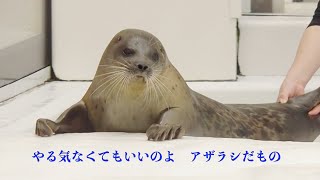 朝からやる気なしザラシのワモンアザラシのミゾレちゃん