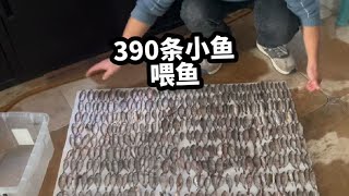 390条小鲫鱼，挑战100条铅笔鱼，多久可以吃完？#养鱼日记 #猛鱼