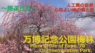 万博記念公園梅林 Plum grove of Expo '70 Commemorative Park・人工美の自然！心地よい梅の香と色～旅ぶらり～