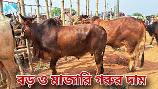 আজ গরুর দাম কম ছিল✅মাঝারি ও বড় সাইজের গরুর দাম জানিন✅রাজশাহী সিটি হাট✅ Gorur Bazar 24