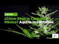 ¿Cómo llegó la Cannabis a México? Aquí te lo contamos