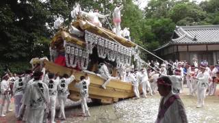 平成28年　東條　宮入　太子町山田地区科長神社だんじり祭り