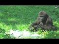 小金剛ringo吃碎冰 吃到開心拍胸ringo eats crushed ice and beats chest happily 金剛猩猩 gorilla