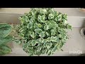 money plant setting ideas മണിപ്ലാന്റ് എങ്ങനെയൊക്കെ നമുക്ക് സെറ്റ് ചെയ്യാം settings of 5 types pothos