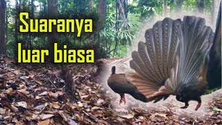 Bagaimana suara burung Kuau Rekaman langsung dari Hutan Tropis Sumatera