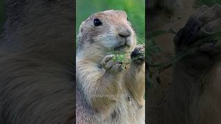 Cute Prairie Dog Eating Greens