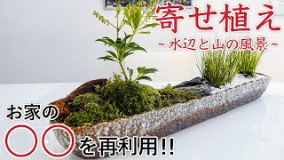 【お家の〇〇で簡単に！】苔玉を使った寄せ植えの作り方を紹介！【ミニ庭園】【DIY】