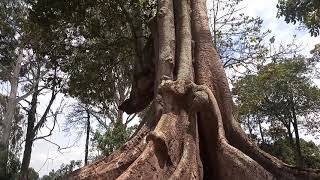 NAKAYIMA TREE