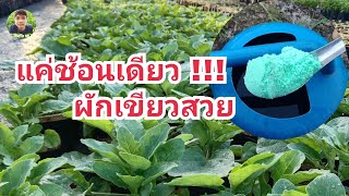 แค่ช้อนเดียว!!! ผักเขียวสวย แจกฟรี!!สูตรปุ๋ยเร่งเขียว | ไร่ปลื้มtv