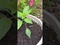 transplanting peppers 辣椒移栽