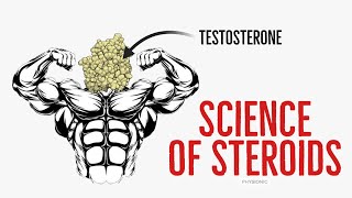 EX: How do Anabolic Steroids (Testosterone) make our Muscles Grow? Physiology Explained.