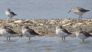 Dunlin (Calidris alpina) (Linnaeus, 1758) Λασποσκαλίδρα - Cyprus