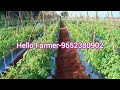 anantapur tomato market rates today tomato rates agriculture tomato tomato rates farming tomato