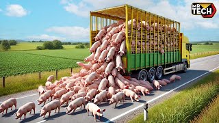 Transporting Millions of Pigs This Way - Biggest Heavy Equipment Machines - AgricultureTechnology