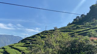 強強滾大哥與老編；翠峰茶園（海拔2000）