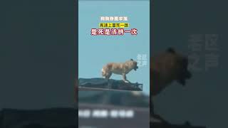 高速公路上卡車拉滿一車狗狗，大黃從鐵籠子里爬了出來縱身一躍   #萬物皆有靈性 #狗狗 #勇氣 #社會百態 #熱愛 #活著就是勝利