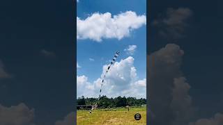 Snake Kite Flying Over in the Paddy fields 🐍 🇱🇰 | Kite Season 🪁