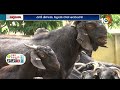 techniques to be followed in raising animals జీవాల పెంపకంలో పాటించాల్సిన మెళకువలు 10tv agri