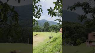 കാടിനുള്ളിൽ ഒരു സ്കൂൾ.Kalady Plantation HSS #athirappillyv#malayattor#kerala #school #forest #nature