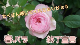 【春バラ終了】二番花も咲きますように🌹【車２台分のバラ庭】