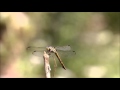 Dragonfly  (බත් කූරා) by Sheran Perera, Macro Photography.